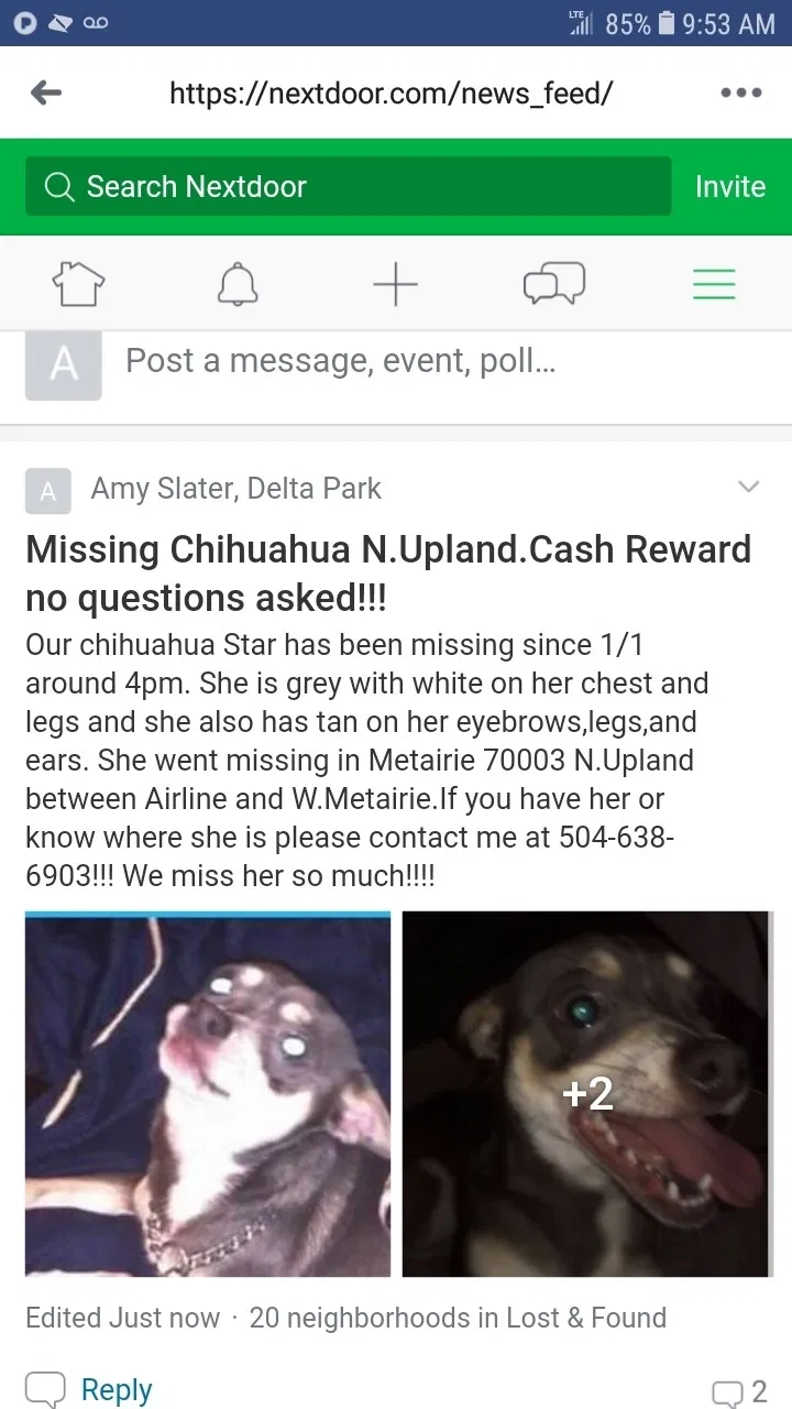 Lost dog in Metairie, LA, 70003