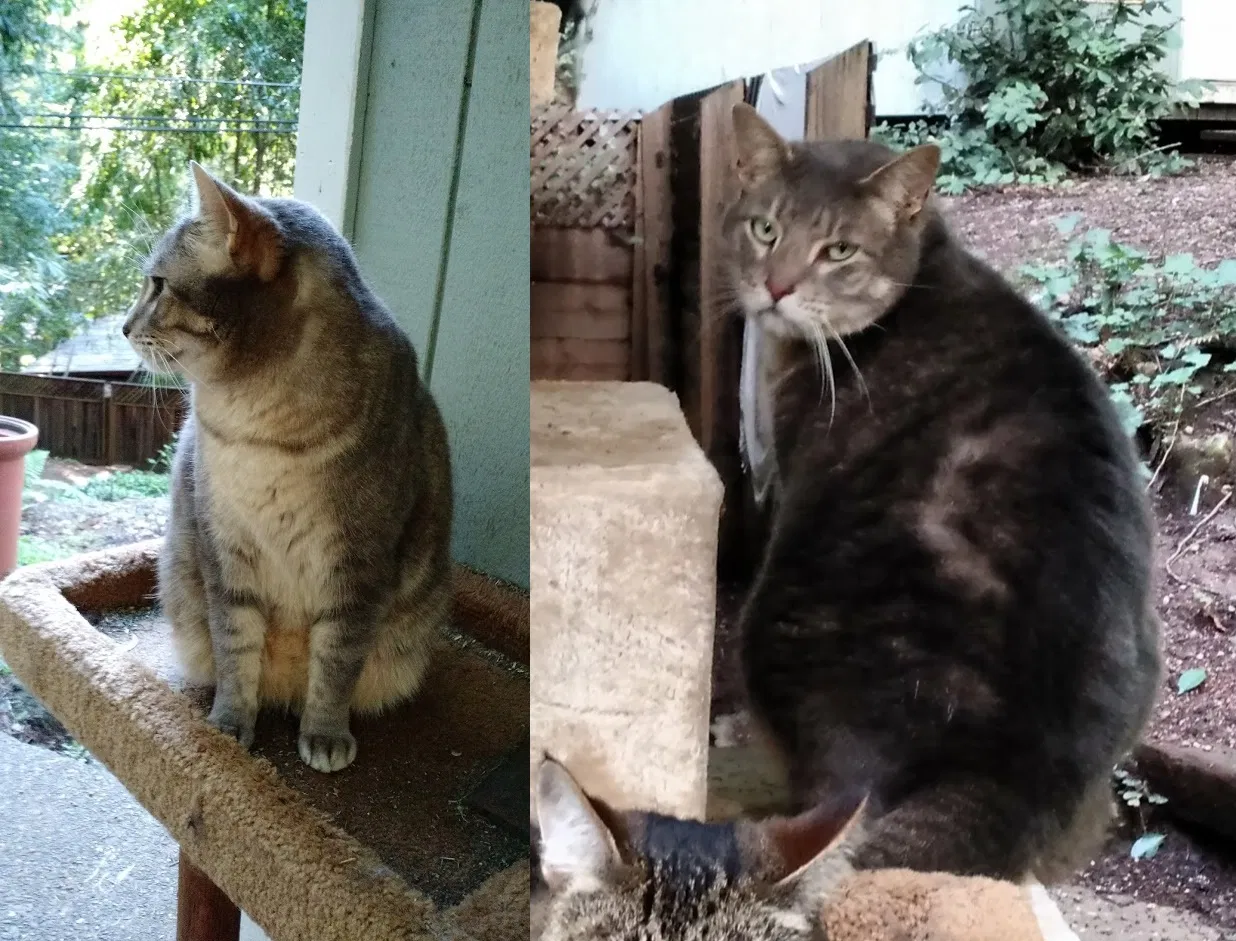 Lost cat in Athens, AL, 35611