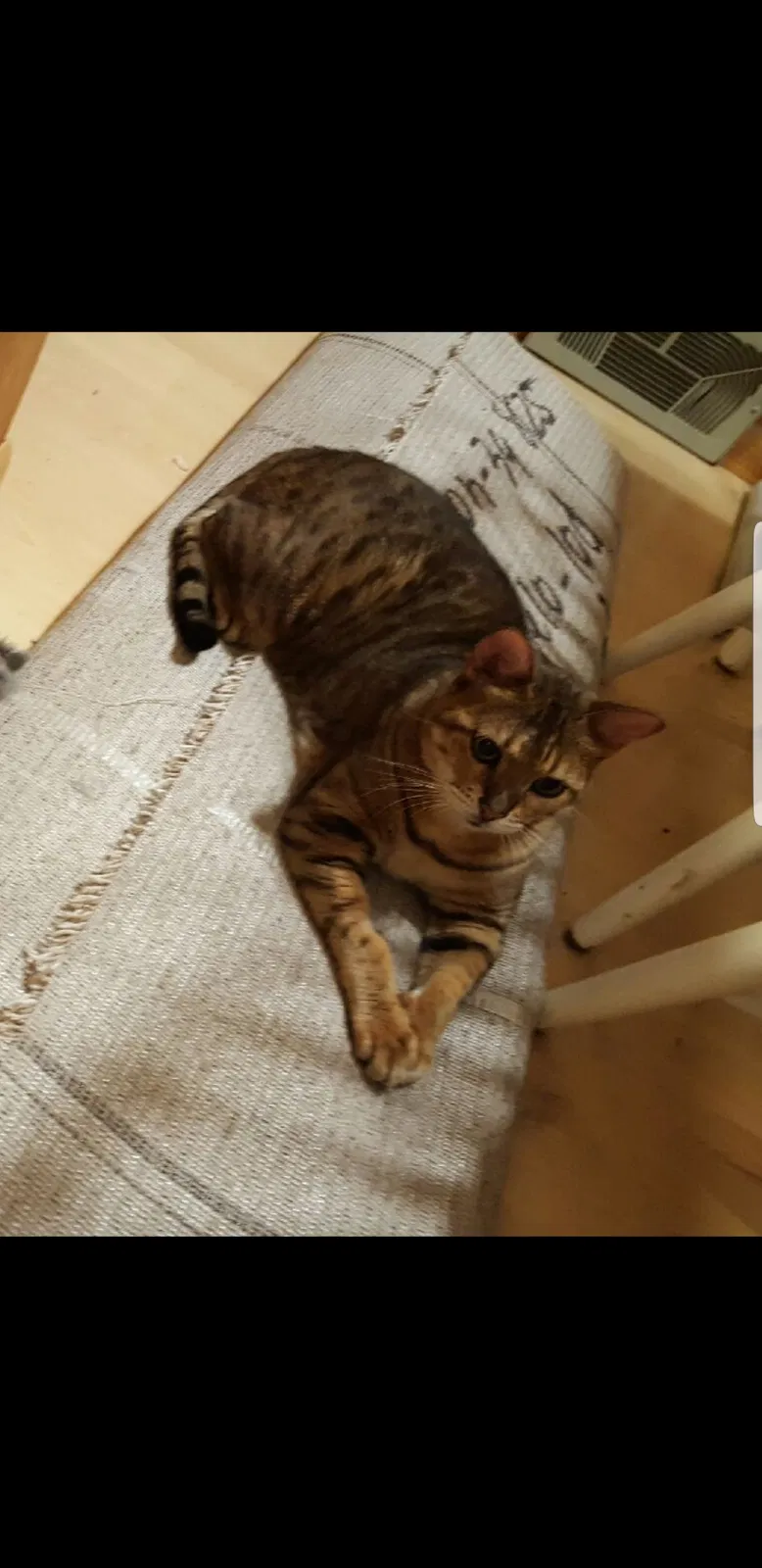 Lost cat in Hopkins, MN, 55343