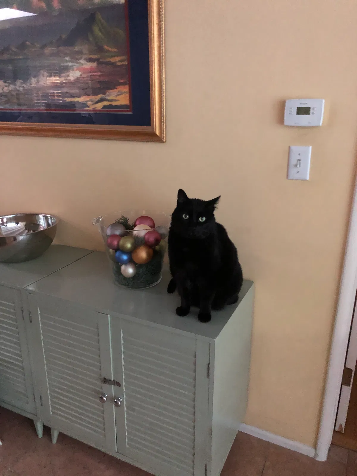 Lost cat in Fullerton, CA, 92831
