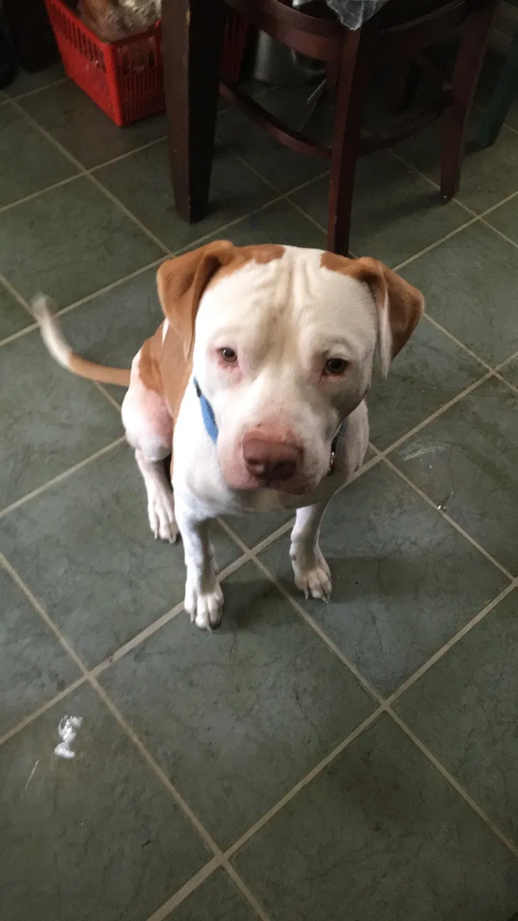 Lost dog in Eastpointe, MI, 48021