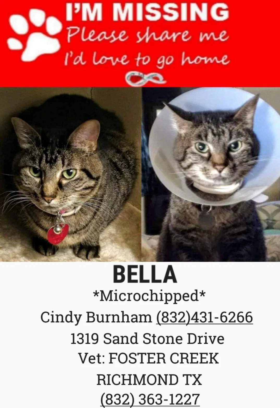 Lost cat in Richmond, TX, 77406