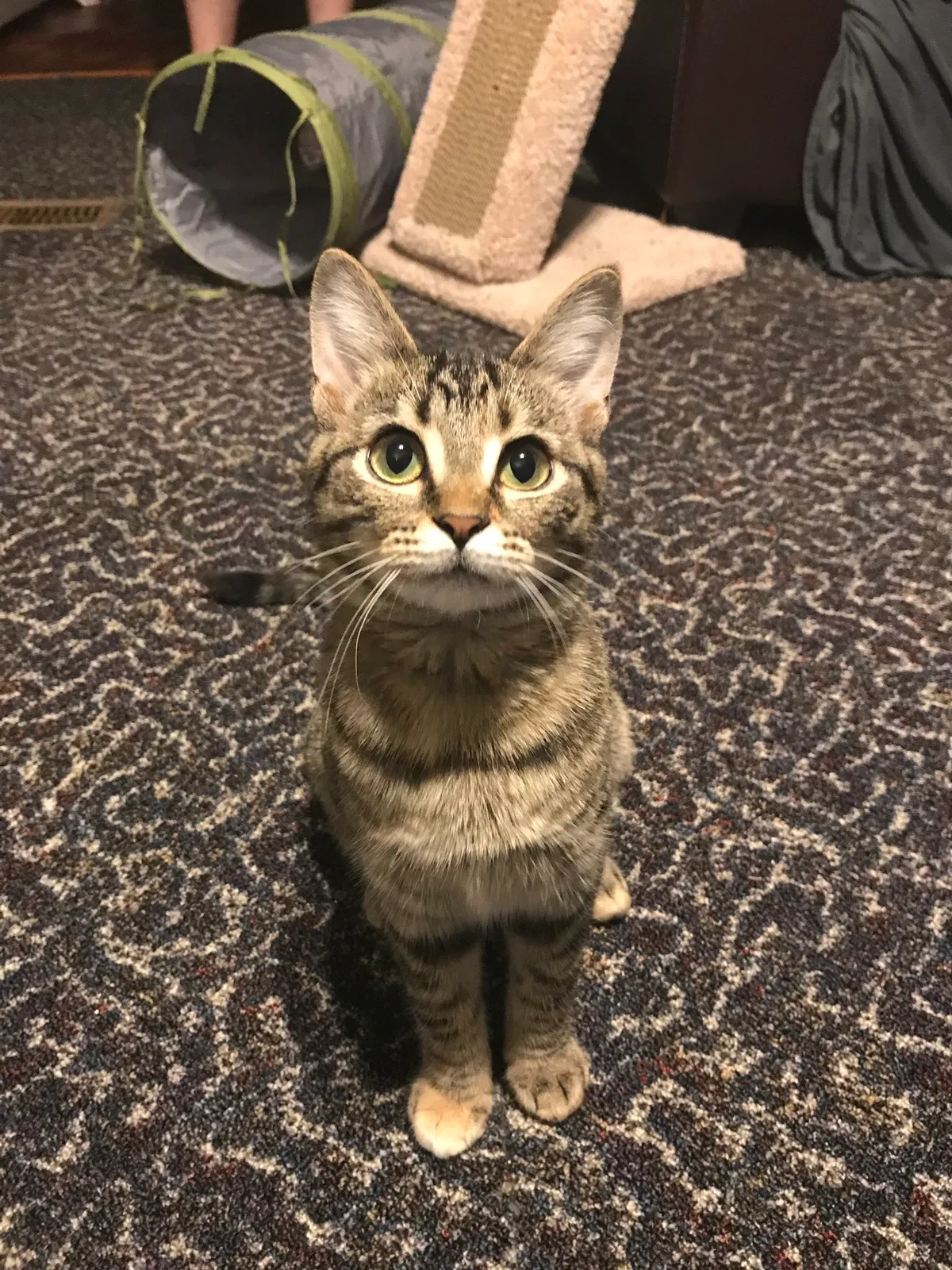 Lost cat in Stanton, TN, 38069