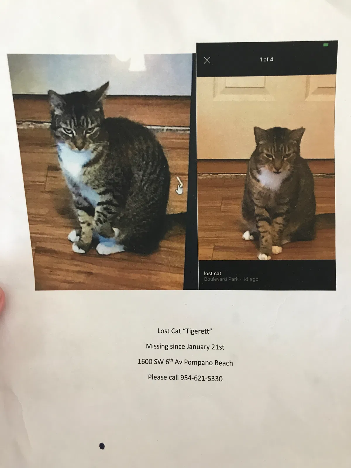 Lost cat in Pompano Beach, FL, 33060