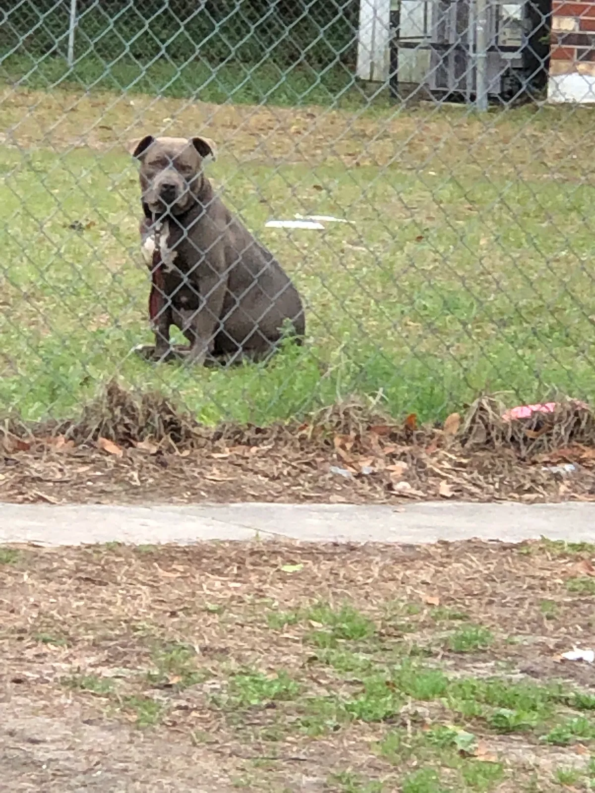 Found dog in Jacksonville, FL, 32209
