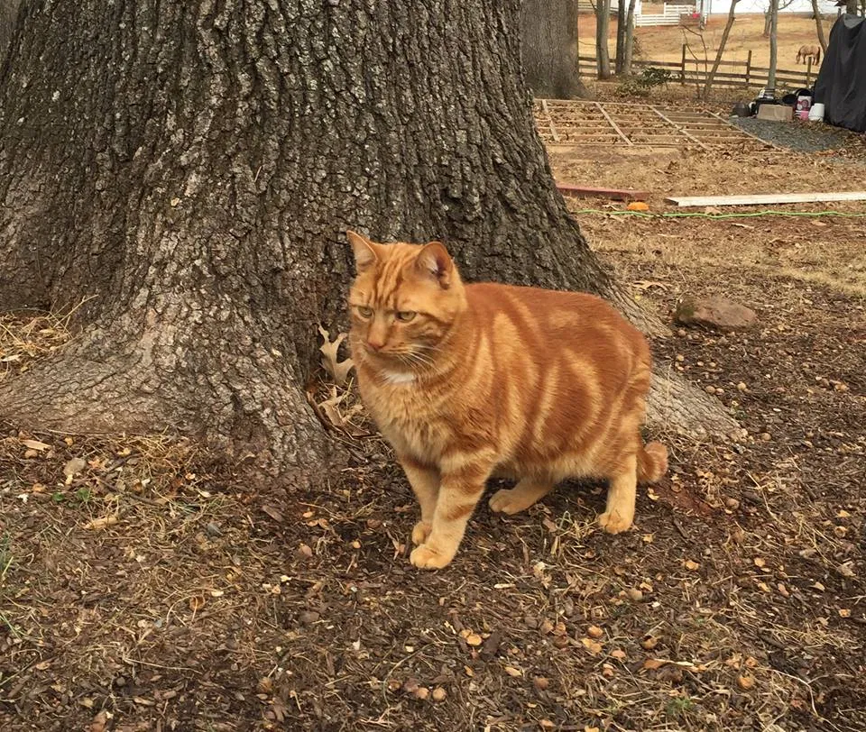 Lost cat in Manassas, VA, 20112