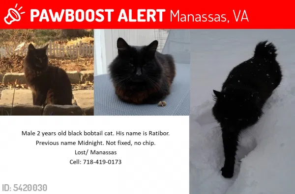 Lost cat in Manassas, VA, 20112