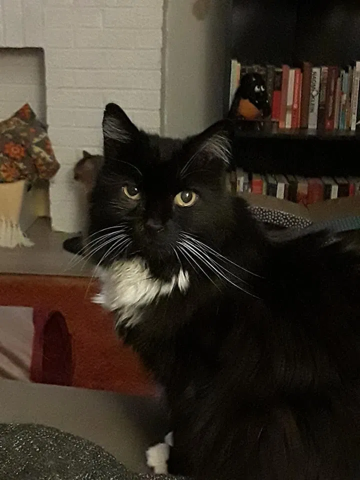 Lost cat in Pittsburgh, PA, 15202