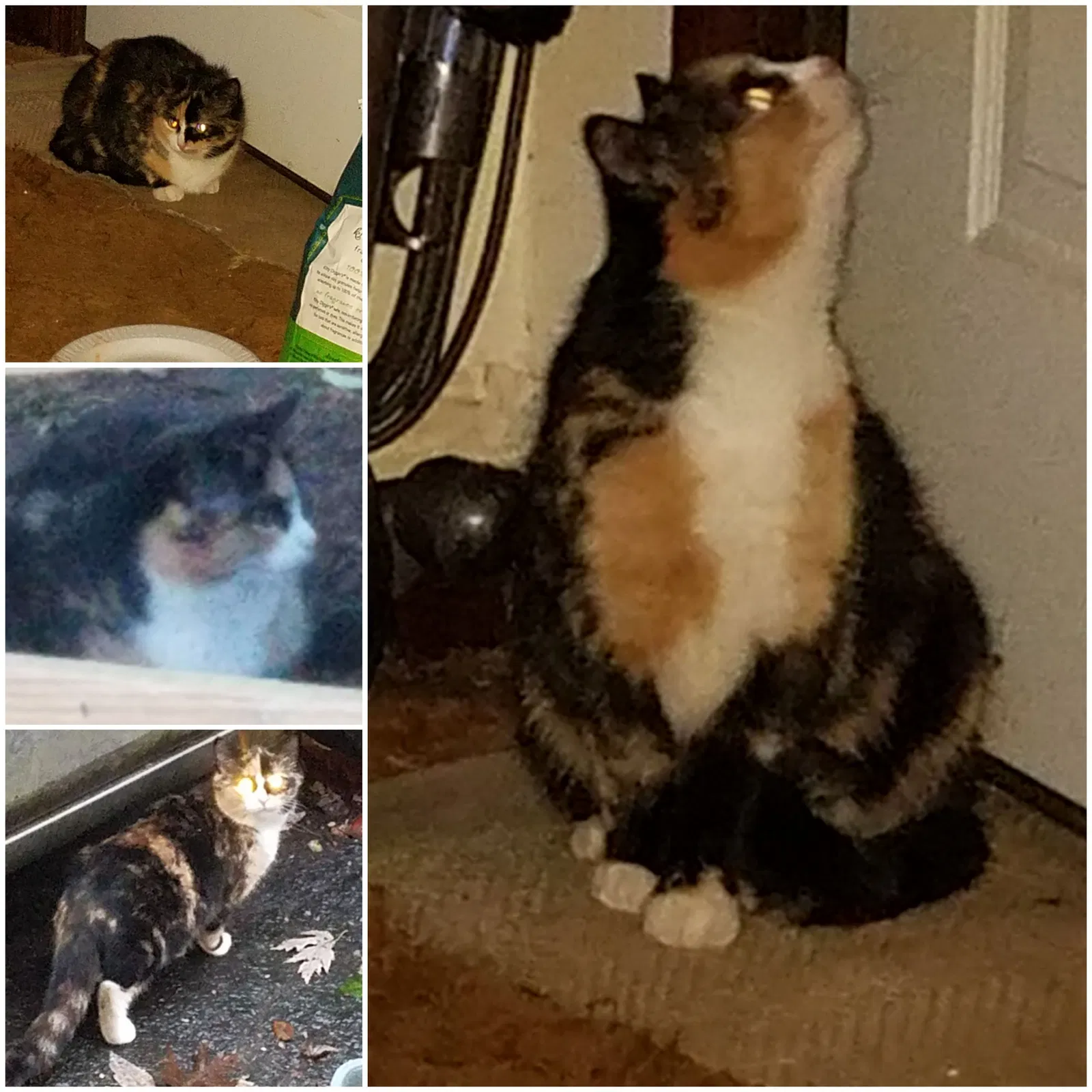 Lost cat in Fairfax, VA, 22030