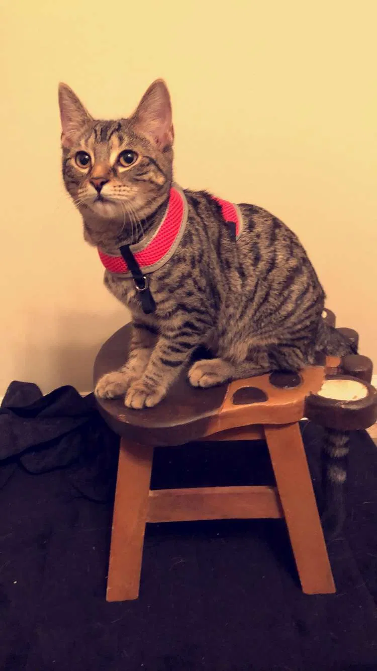 Lost cat in Chantilly, VA, 20152