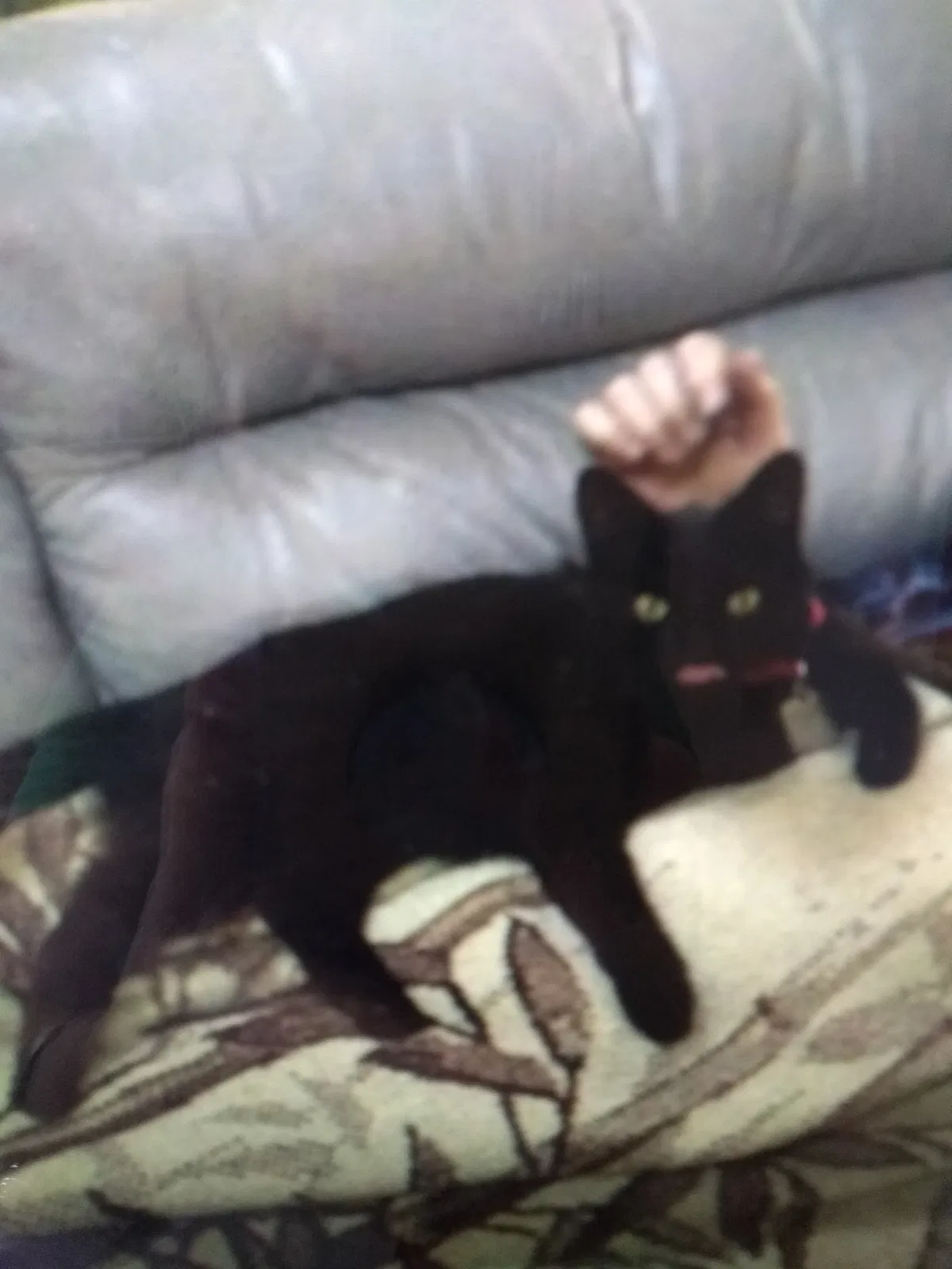 Lost cat in Greensboro, NC, 27406
