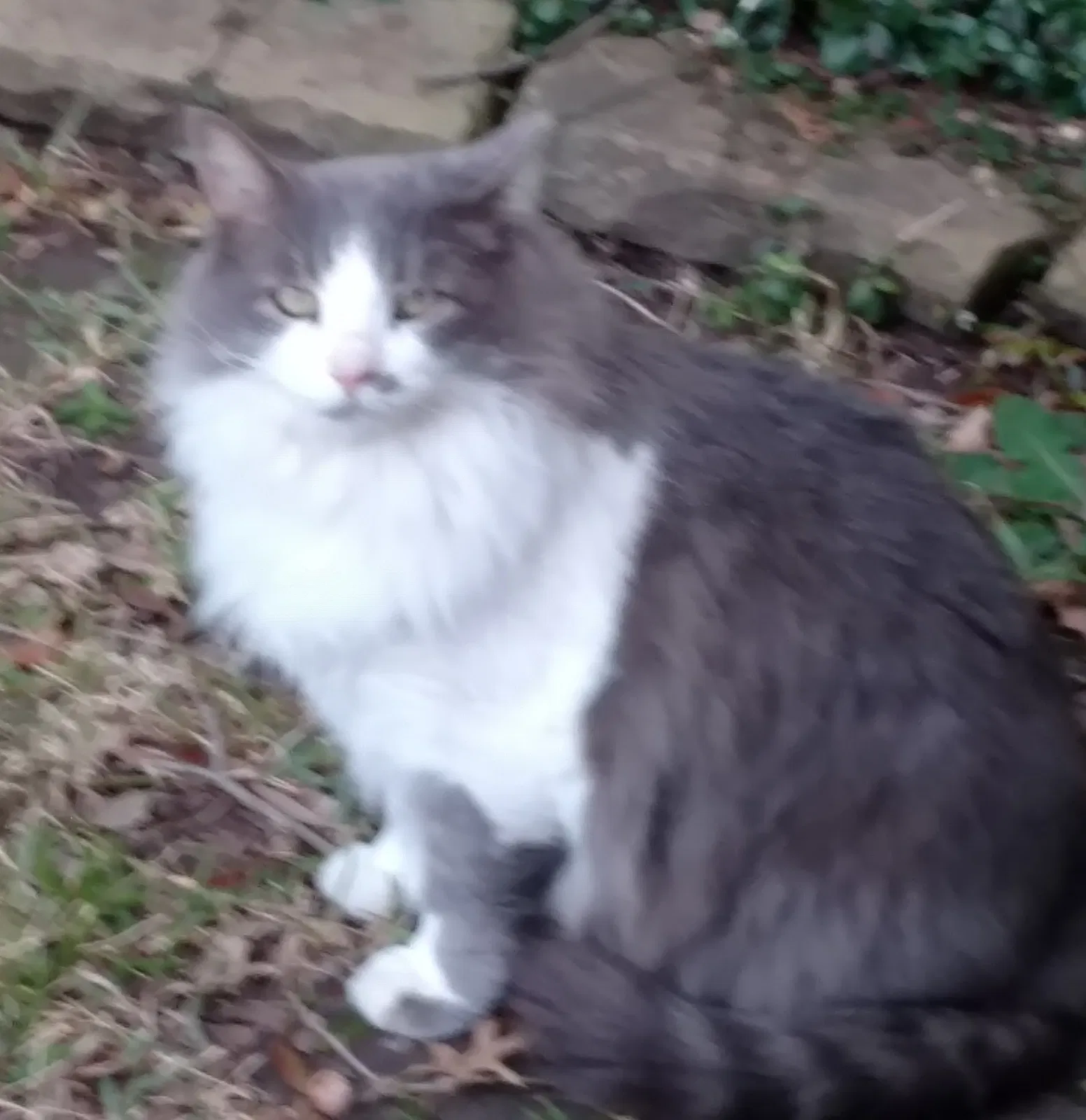 Lost cat in Mesquite, TX, 75150