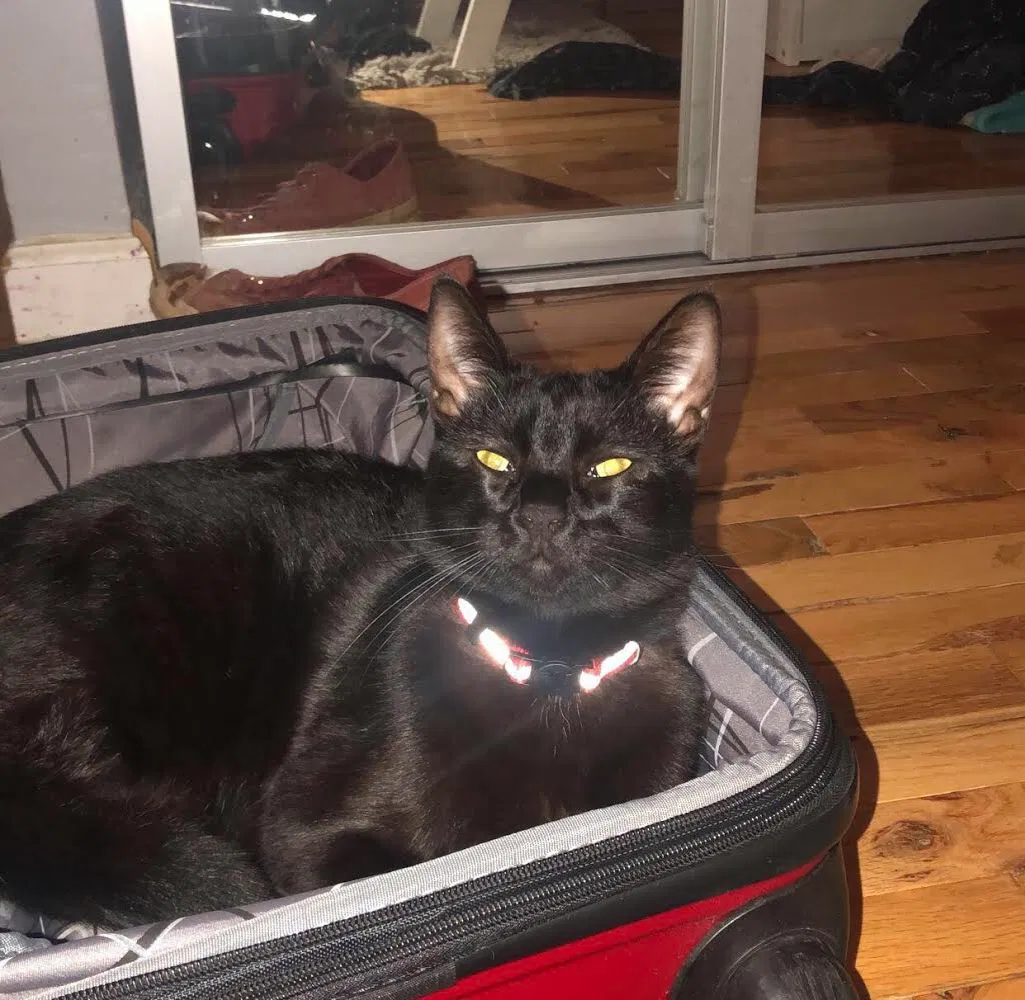 Lost cat in Morgan Hill, CA, 95037