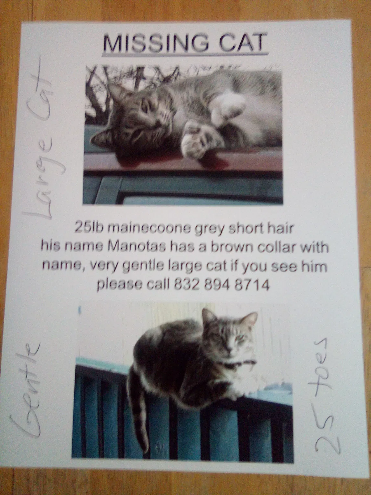 Lost cat in Rosenberg, TX, 77471