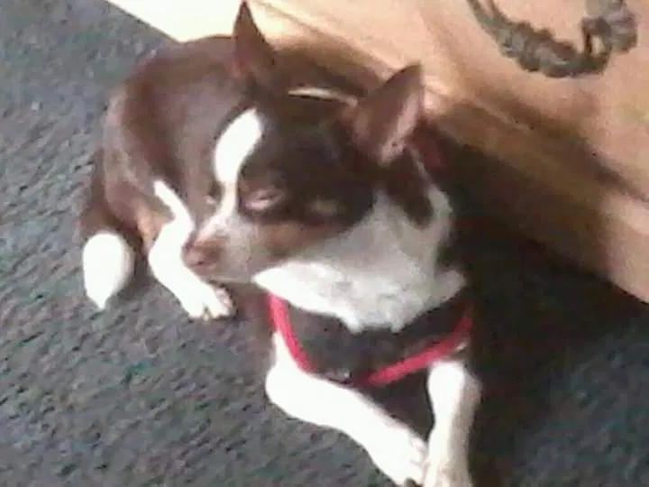 Lost dog in Green Cove Springs, FL, 32043