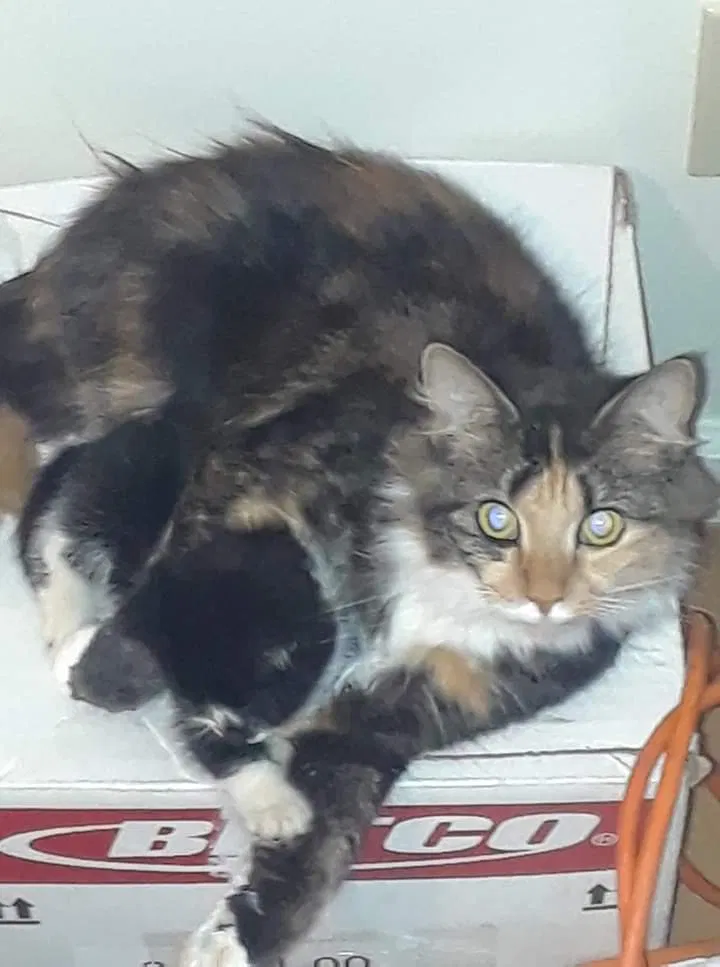 Lost cat in Cresson, PA, 16630