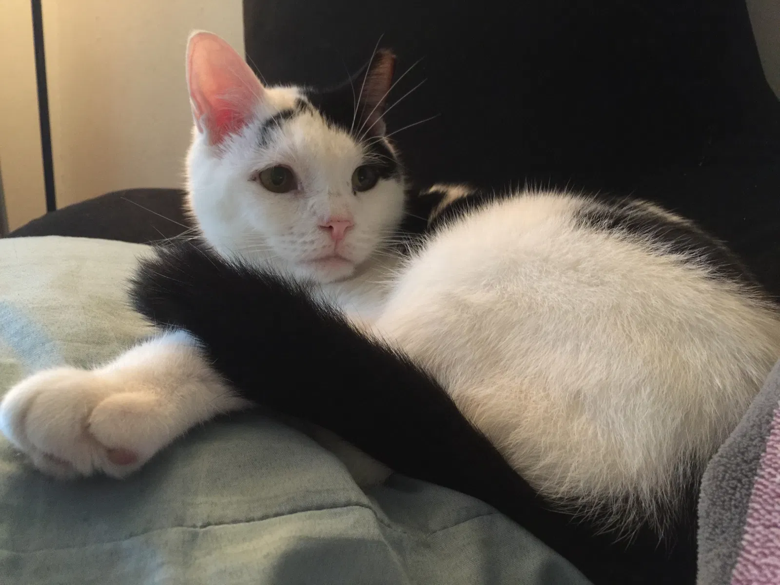 Lost cat in Gainesville, FL, 32601