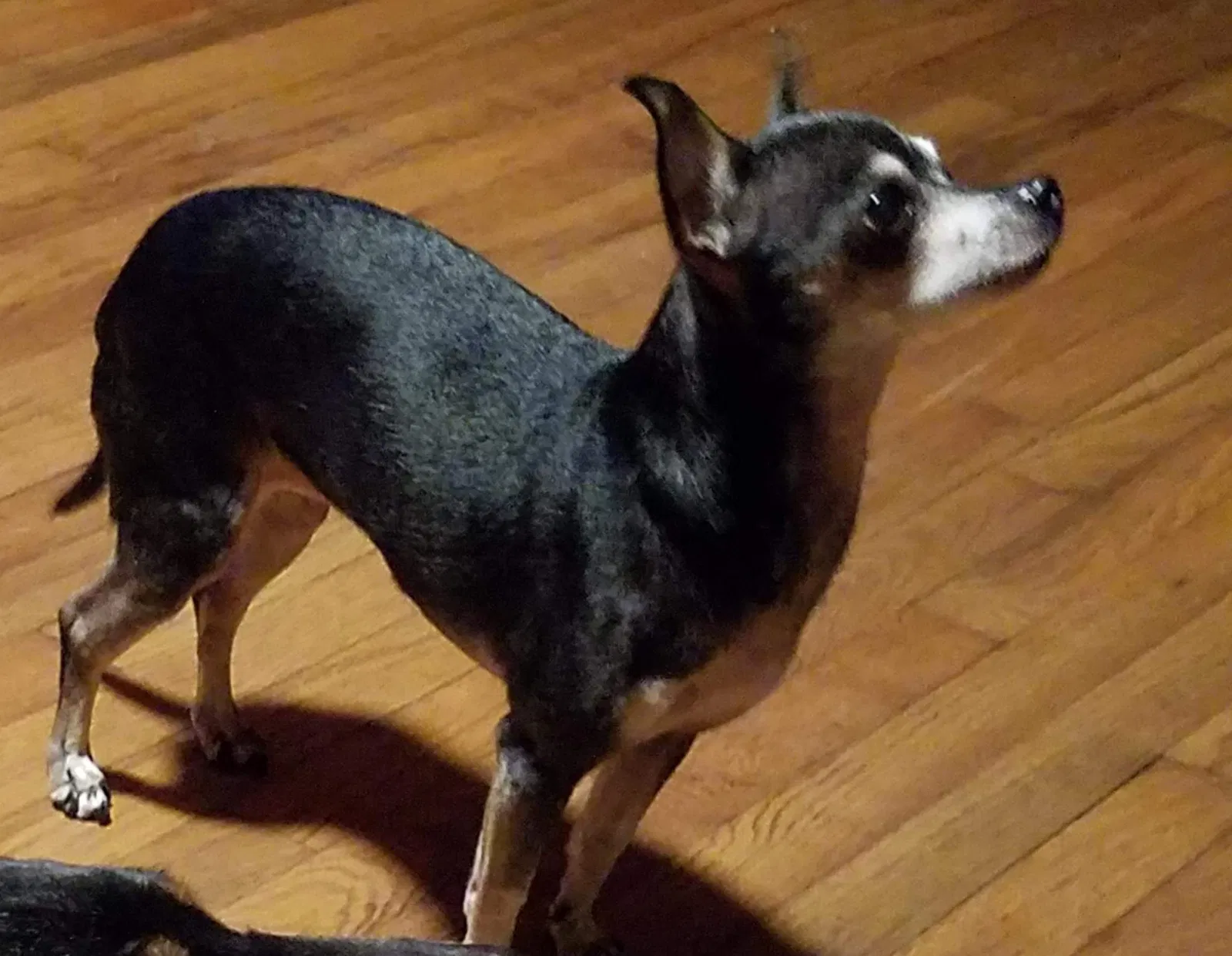 Lost dog in Maryville, TN, 37803