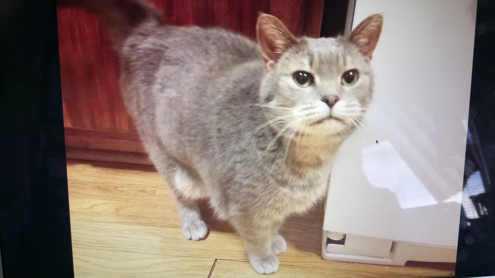 Lost cat in Casper, WY, 82604