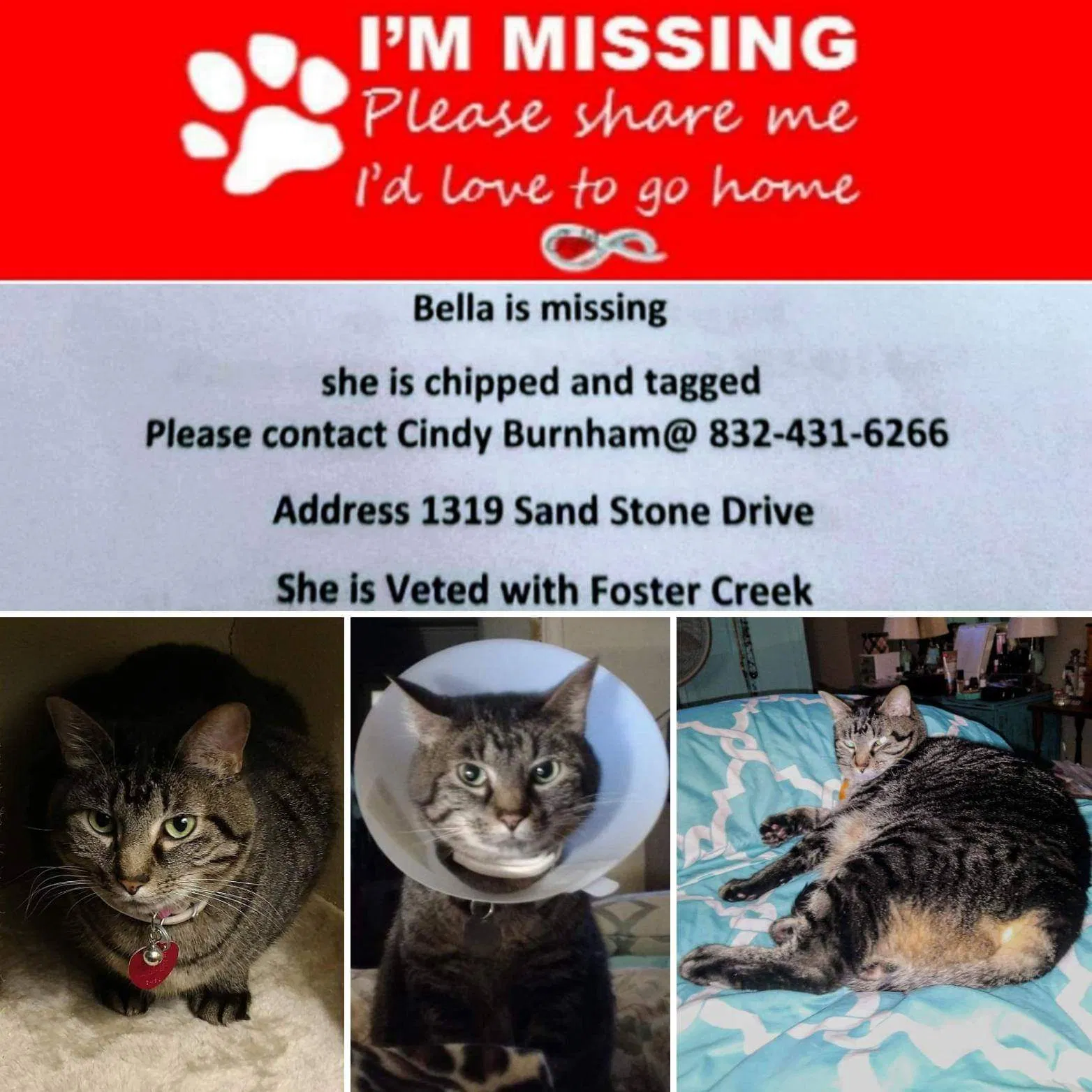 Lost cat in Richmond, TX, 77406