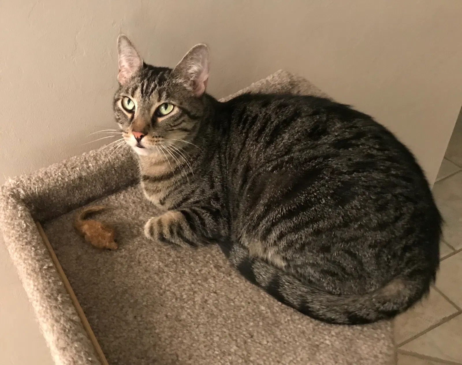 Lost cat in Fort Lauderdale, FL, 33306