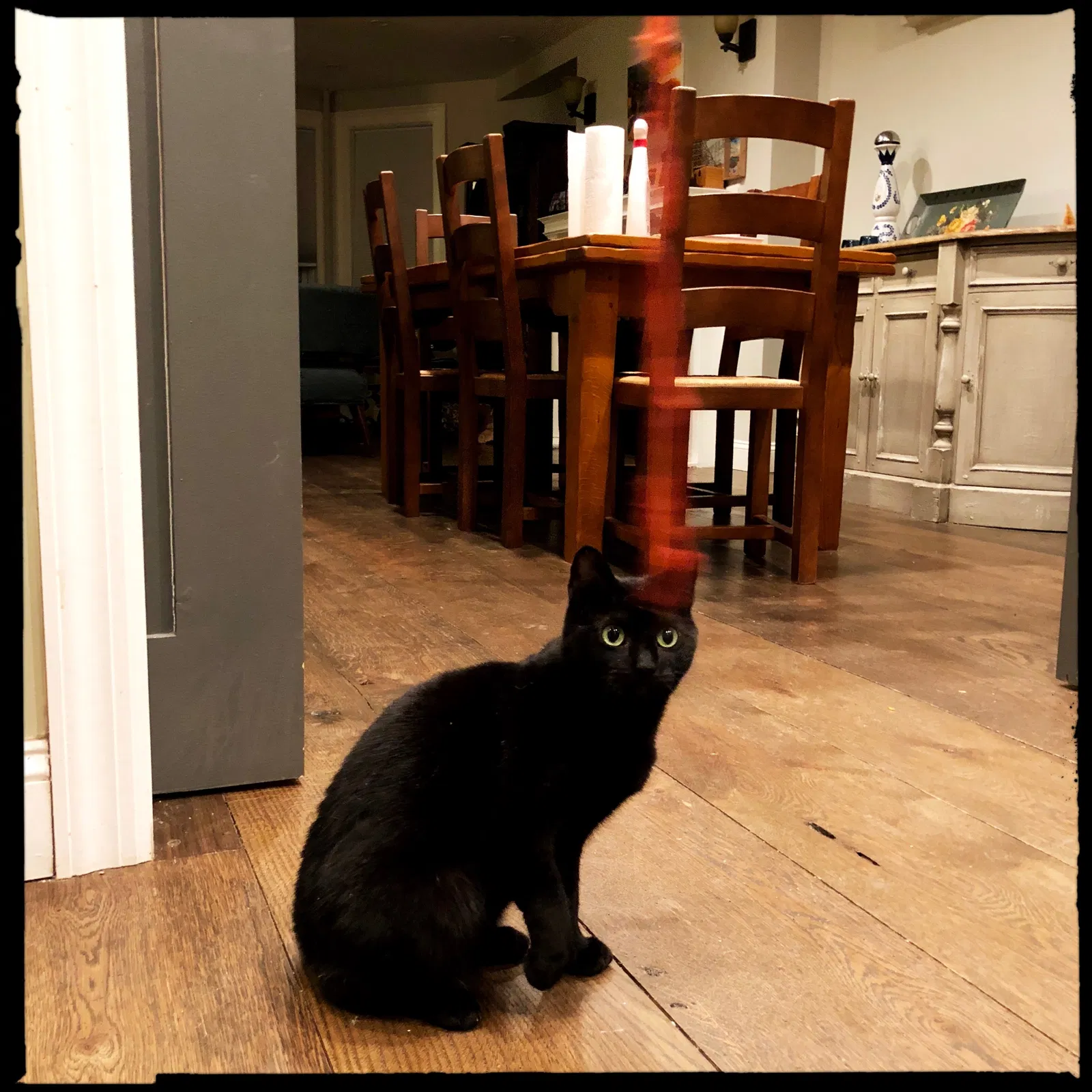 Lost cat in Brooklyn, NY, 11215