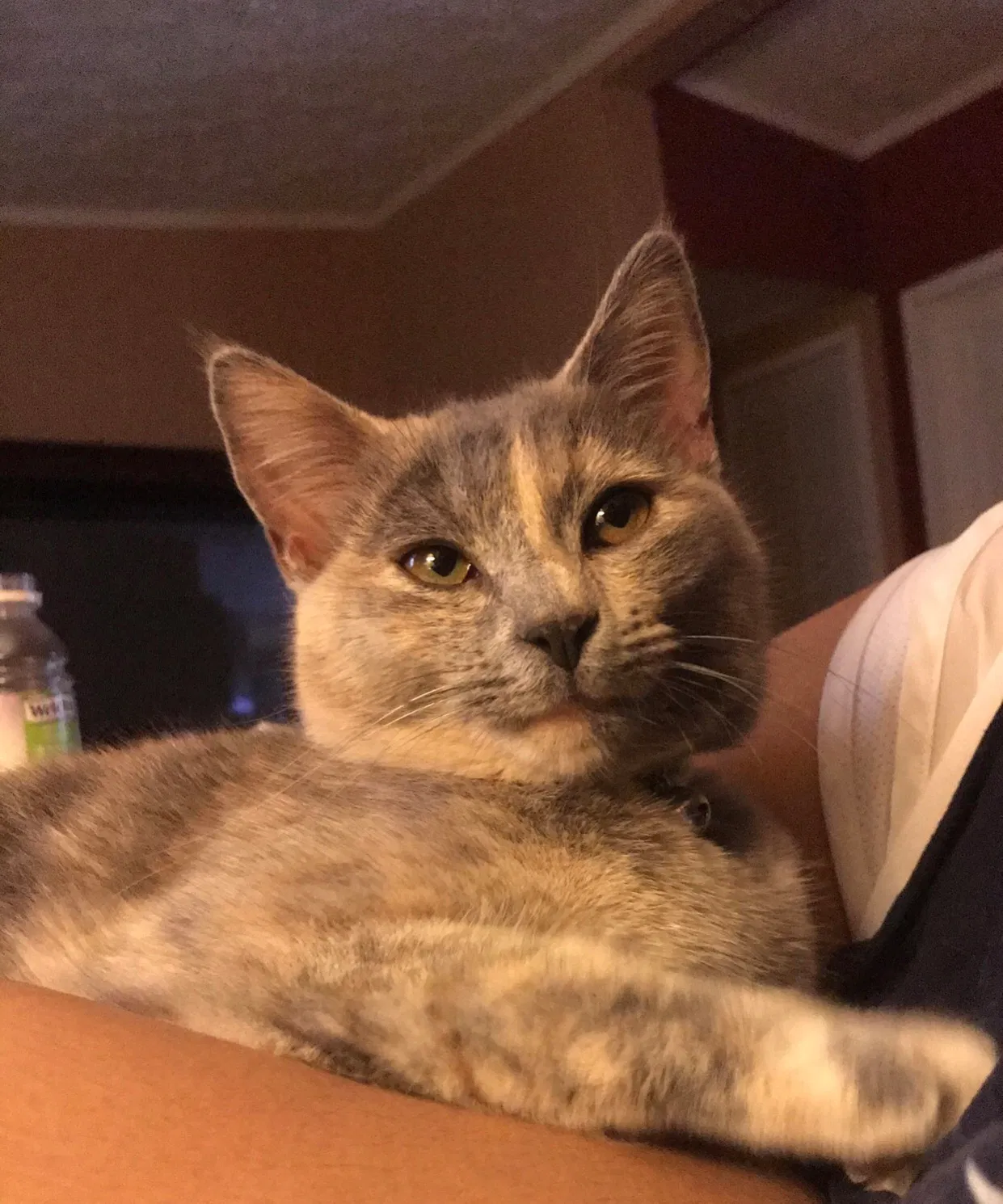 Lost cat in Dublin, GA, 31021