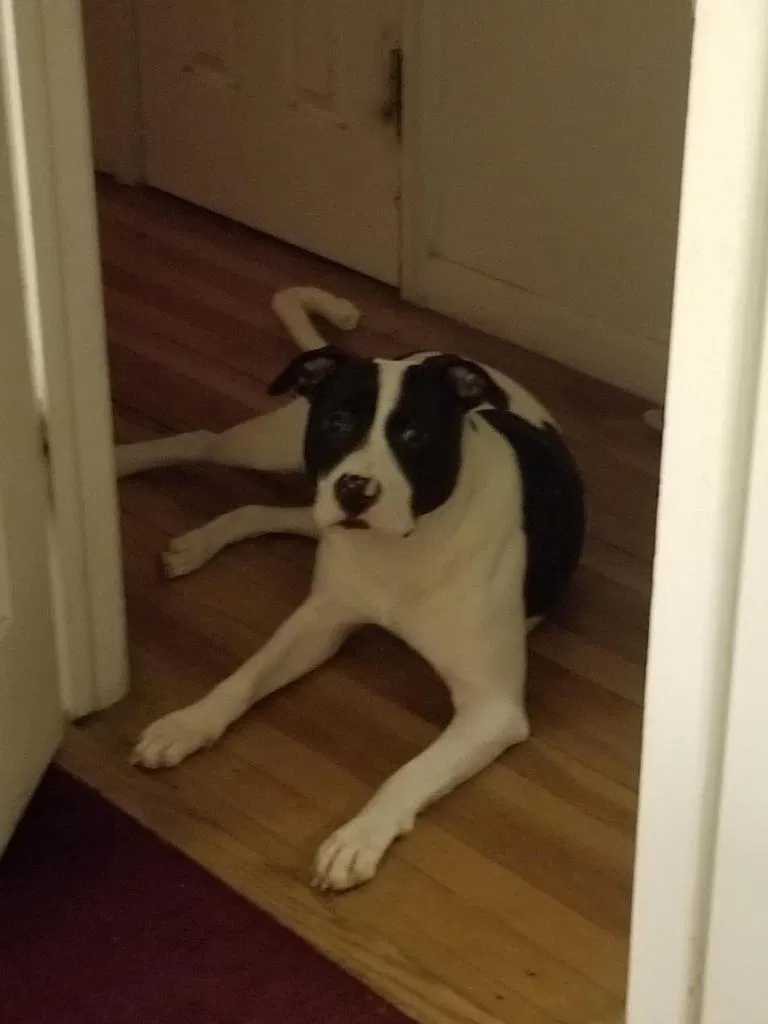 Lost dog in Inkster, MI, 48141