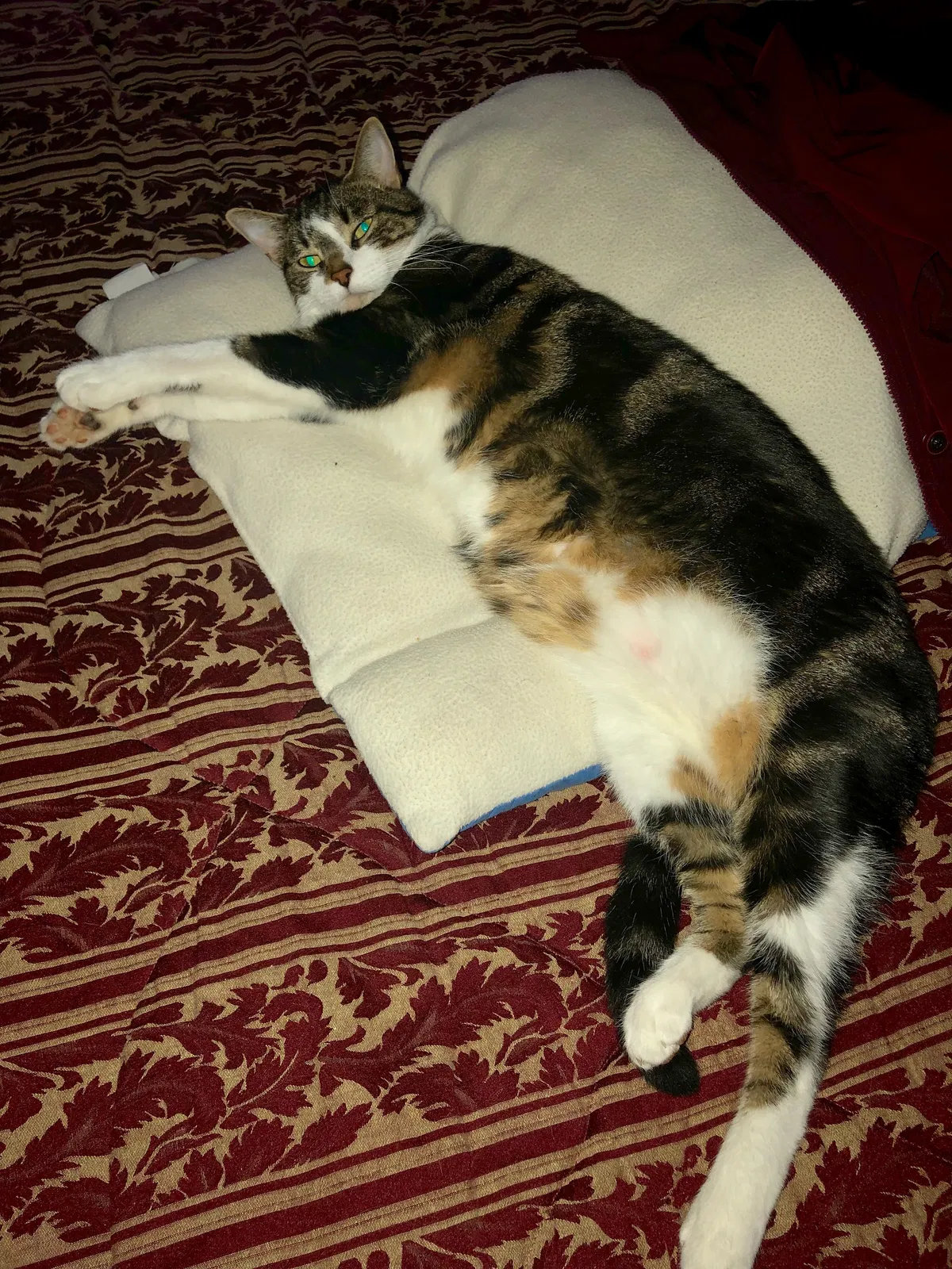 Lost cat in Monroe, MI, 48161