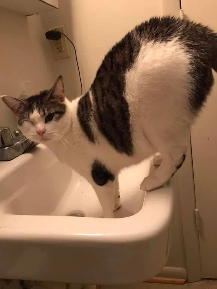 Lost cat in Bedford, VA, 24523