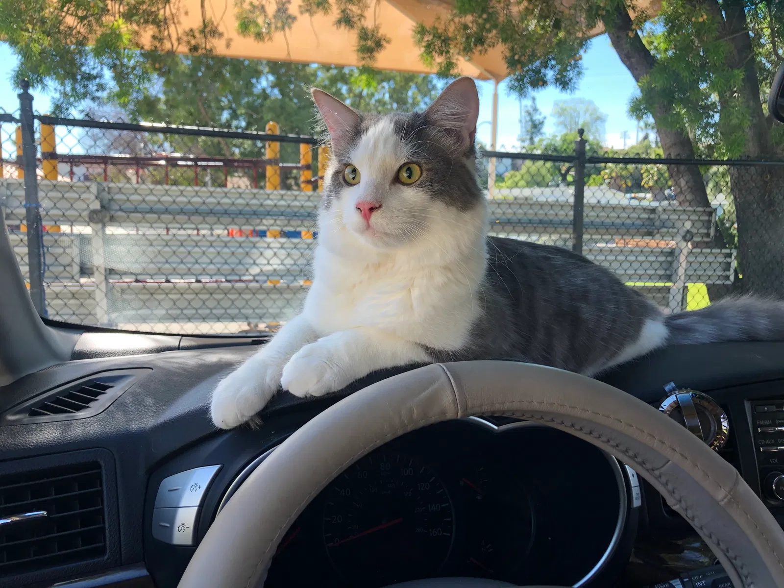 Lost cat in Jamul, CA, 91935