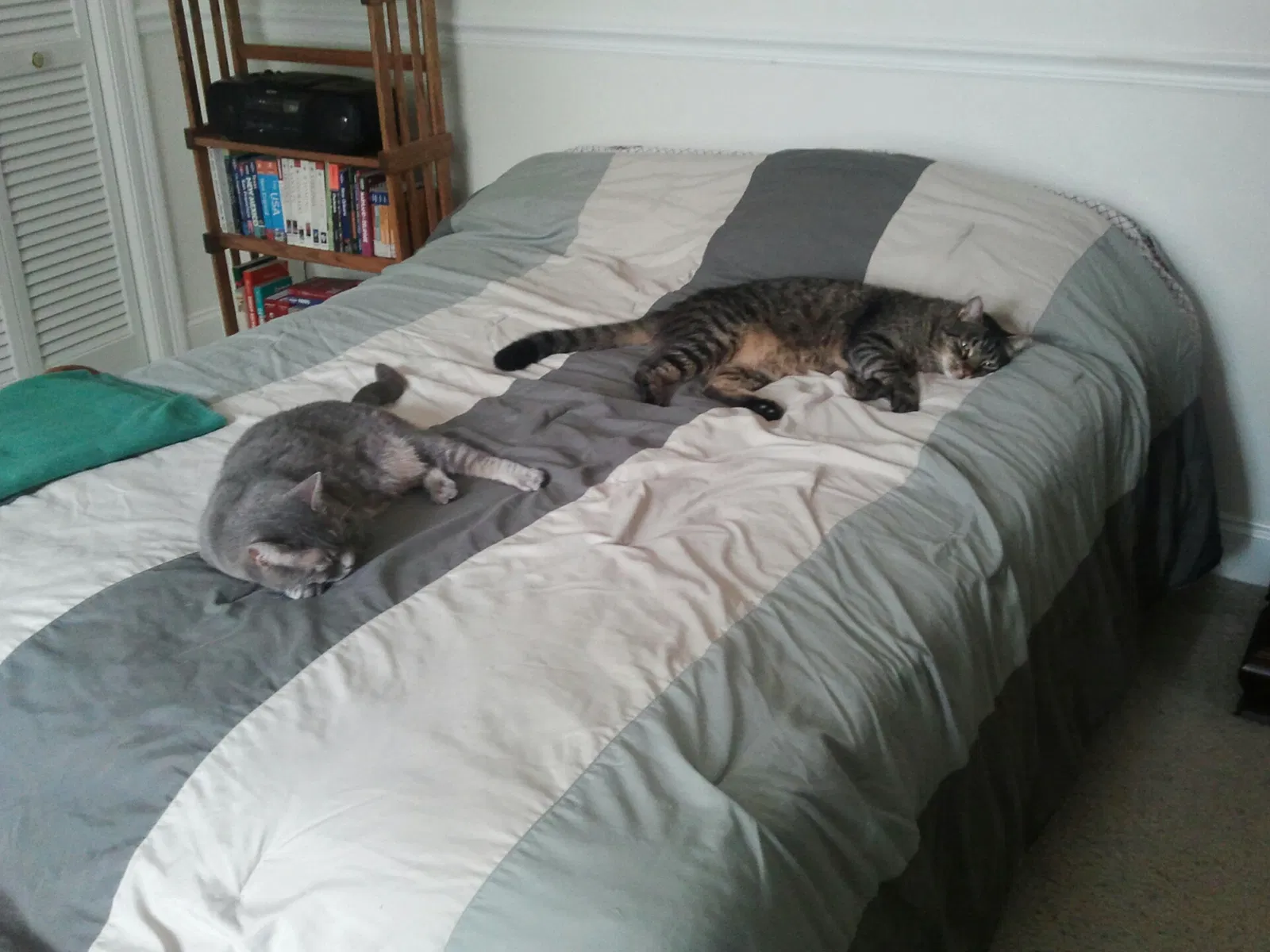 Lost cat in New Orleans, LA, 70123