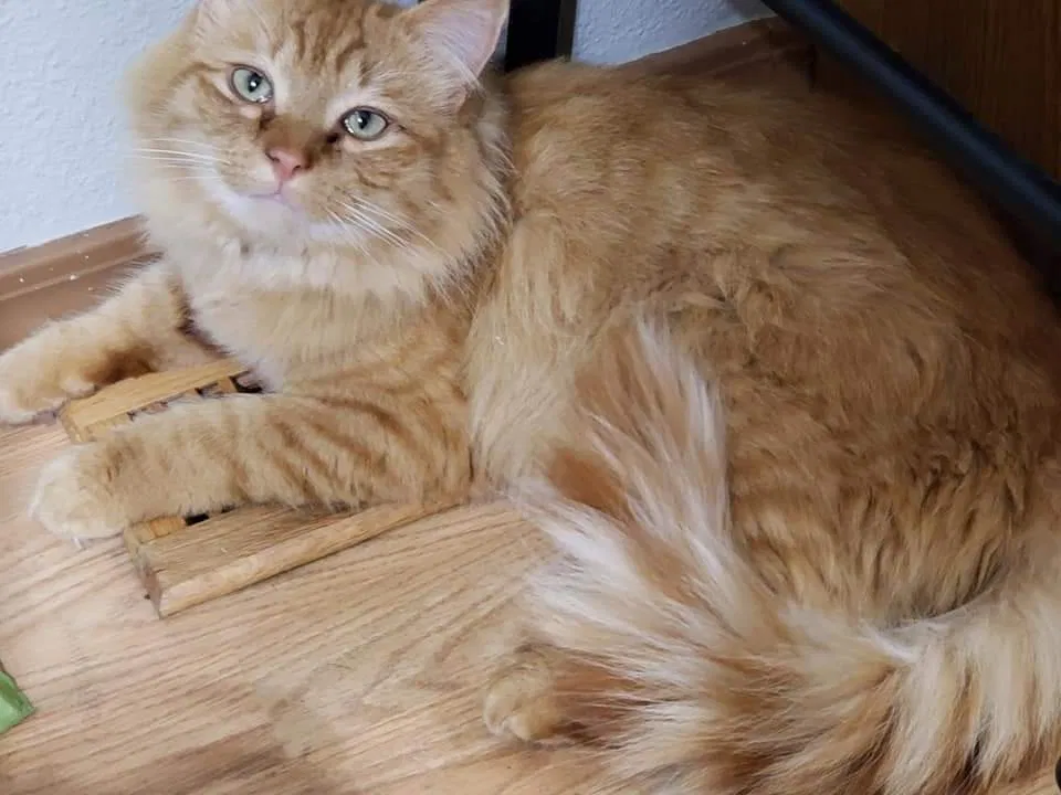 Lost cat in Kennewick, WA, 99336