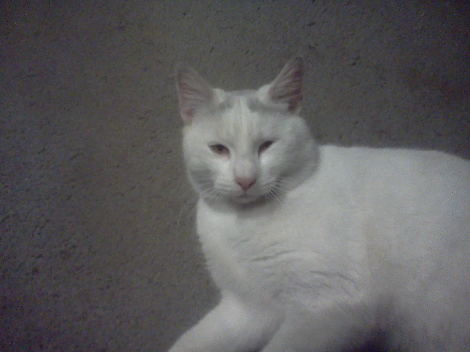Lost cat in Hartford, CT, 6106
