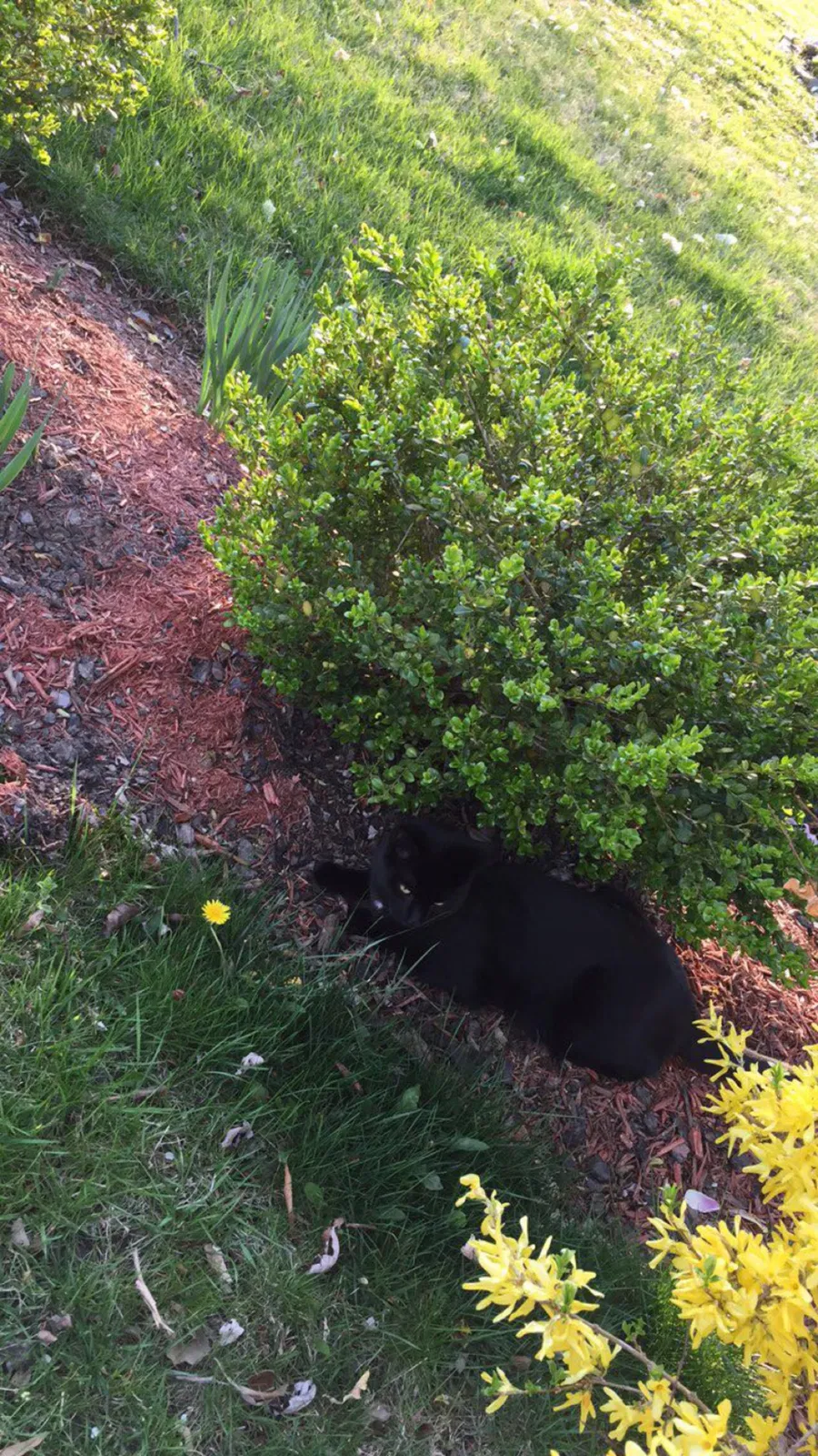 Lost cat in Sterling, VA, 20164