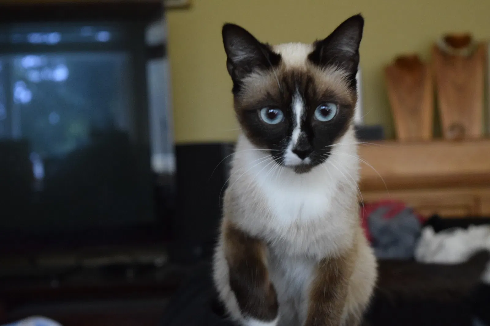 Lost cat in Danville, CA, 94506
