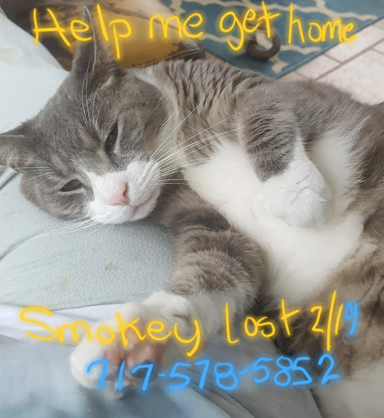 Lost cat in Mount Wolf, PA, 17347