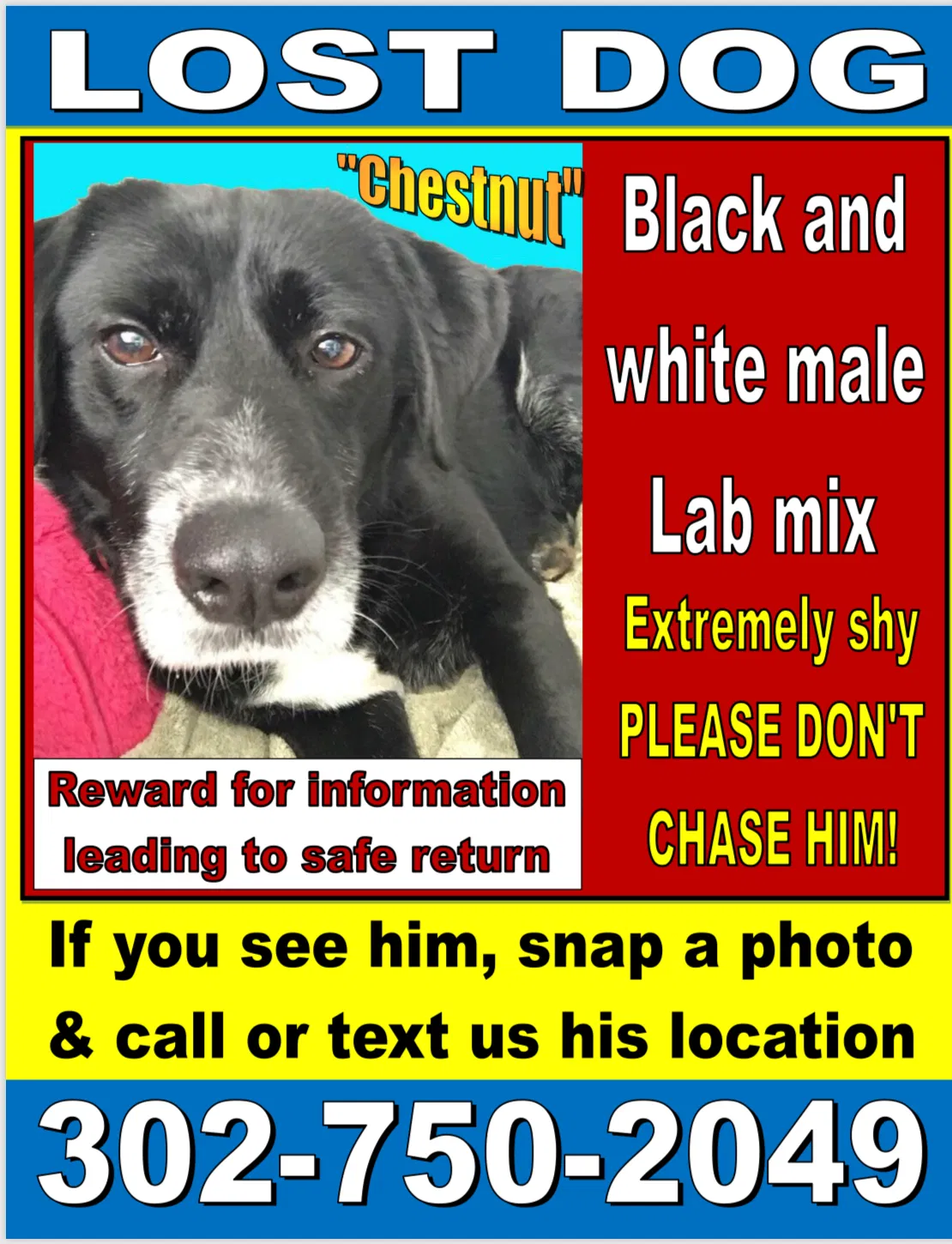 Lost dog in Wilmington, DE, 19810