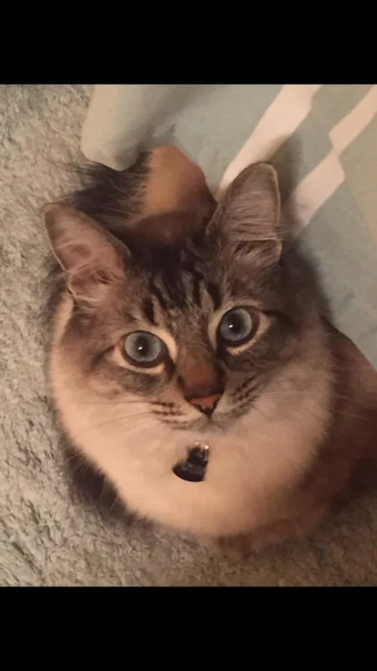Lost cat in Livermore, CA, 94551