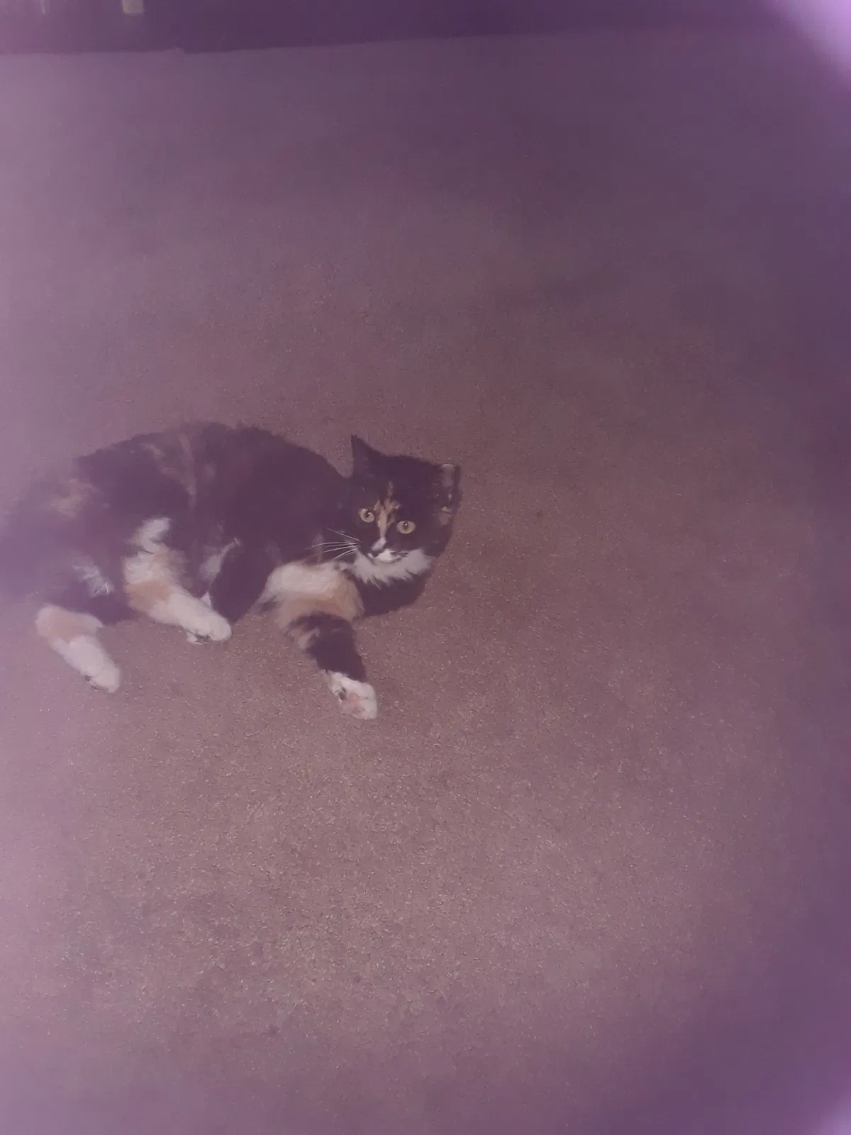 Lost cat in La Mirada, CA, 90638
