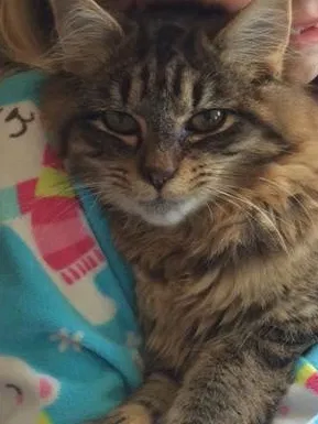 Lost cat in Townsend, DE, 19734