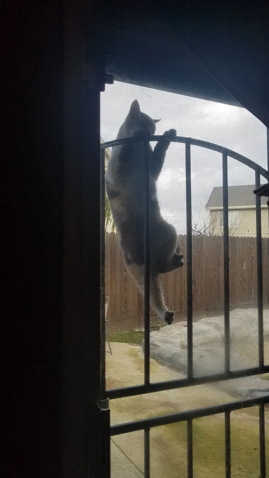 Lost cat in Riverbank, CA, 95367