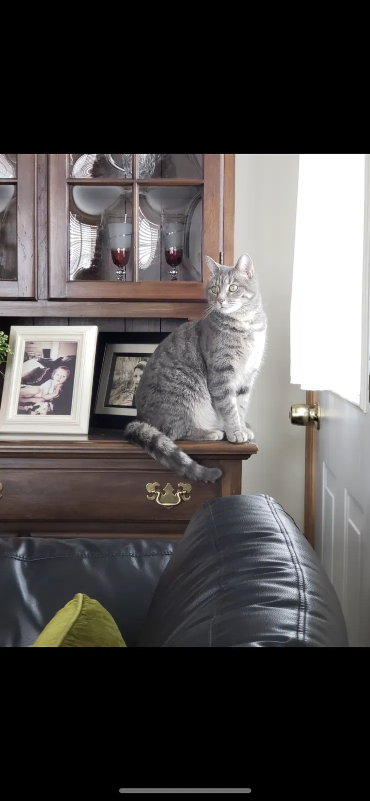 Lost cat in Westmont, IL, 60559