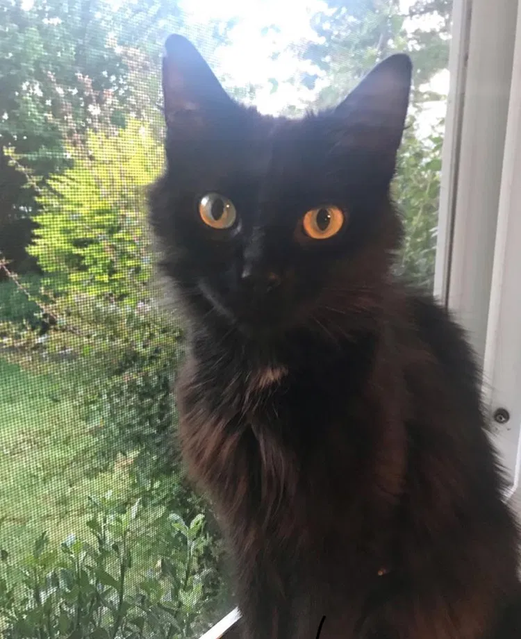 Lost cat in Vancouver, WA, 98685
