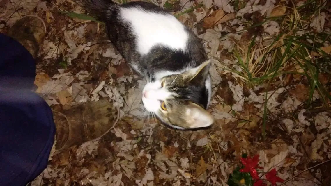 Lost cat in Charleston, WV, 25303