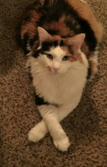 Lost cat in Cocoa, FL, 32922