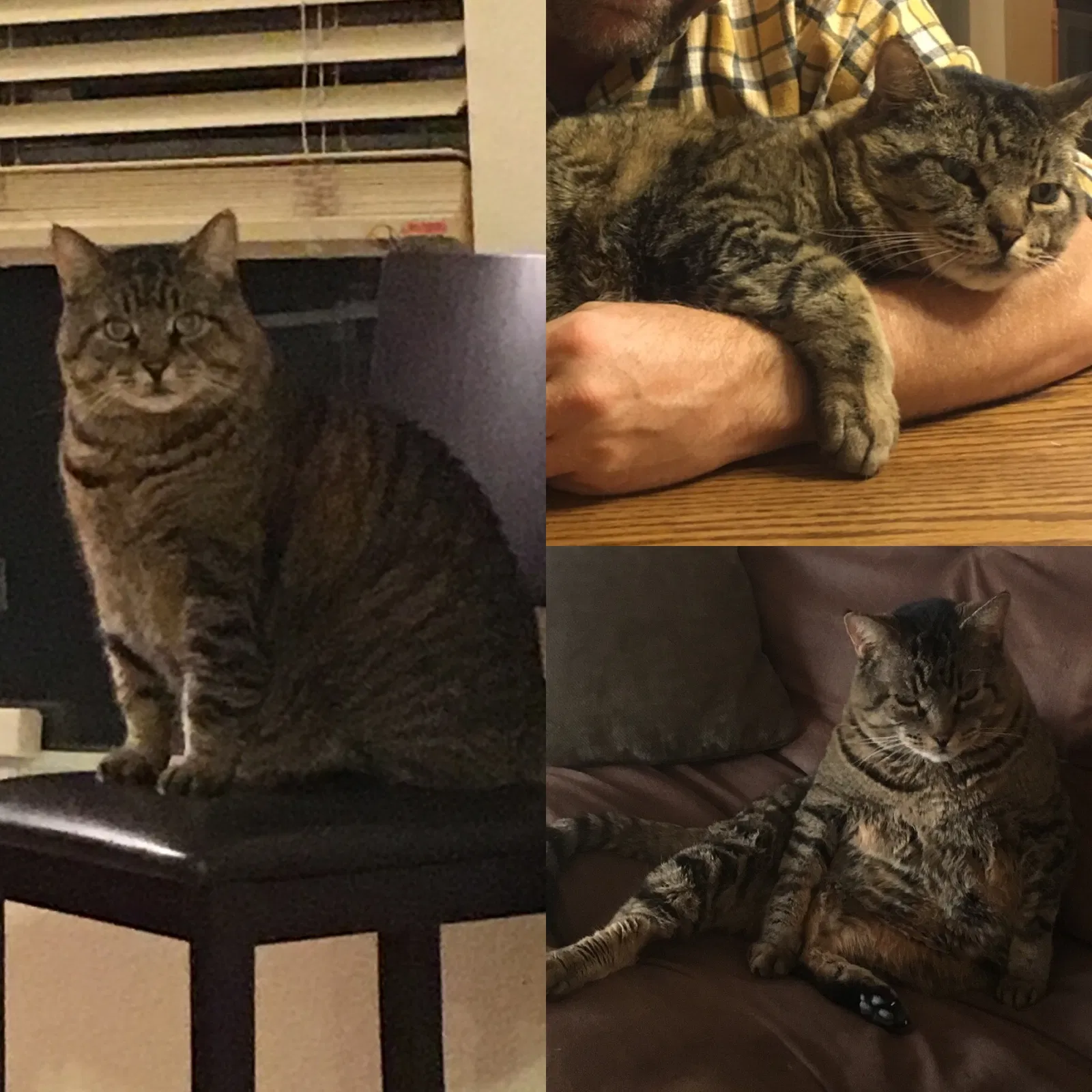 Lost cat in Las Vegas, NV, 89117