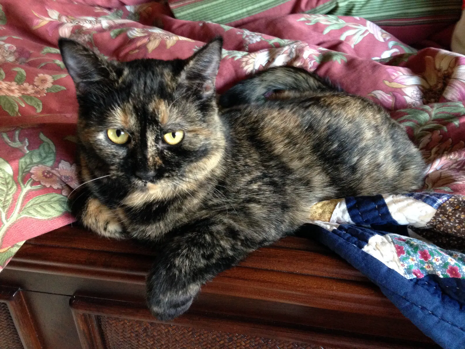 Lost cat in Carmichael, CA, 95608