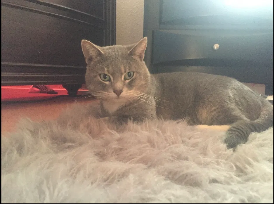 Lost cat in Sacramento, CA, 95823