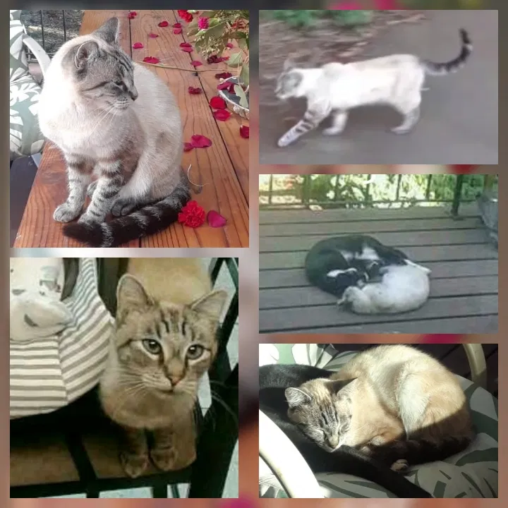 Lost cat in Citrus Heights, CA, 95621